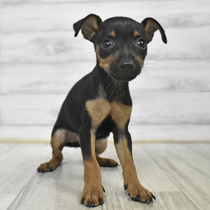 ミニチュアピンシャー女の子の写真