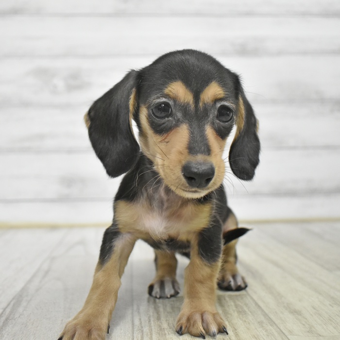 神奈川県のミニチュアダックスフンド(スムース) (犬の家＆猫の里相模原店/2025年10月21日生まれ/女の子/ブラックタン)の子犬