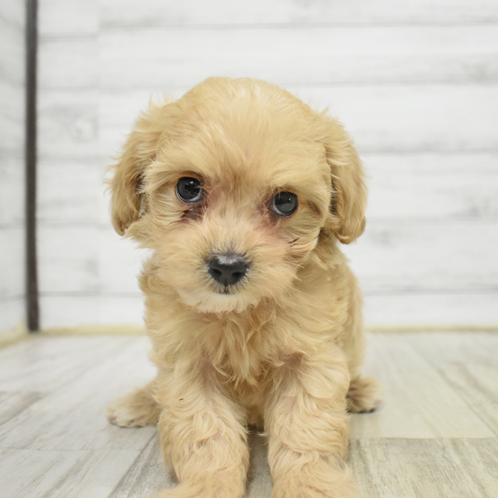 静岡県のマルプー(マルチーズ×プードル) (犬の家＆猫の里プレ葉ウォーク浜北店/2025年10月21日生まれ/女の子/アプリコット)の子犬