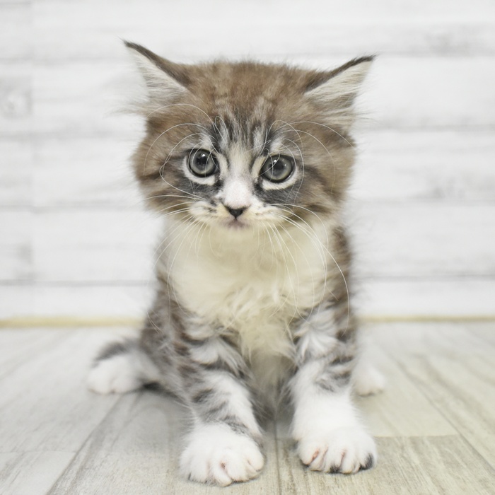 静岡県のミヌエット (犬の家＆猫の里マークイズ静岡店/2025年10月20日生まれ/女の子/シルバータビーホワイト)の子猫