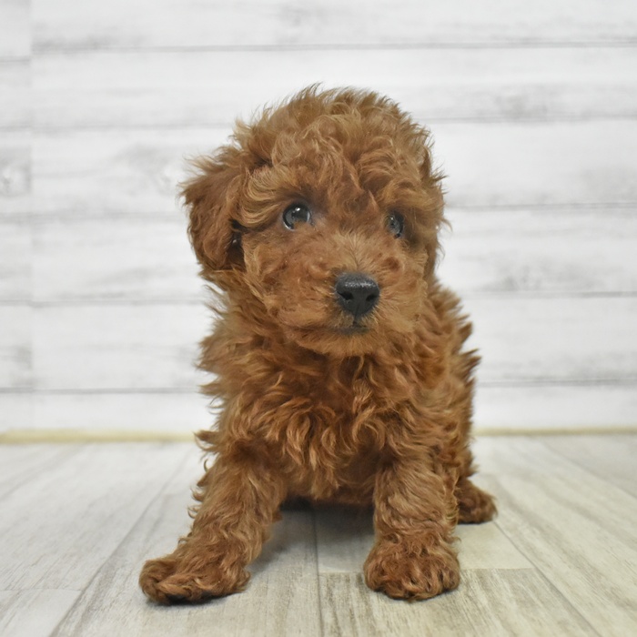 トイプードル男の子の写真