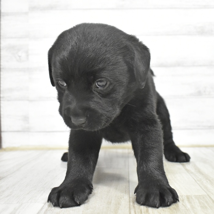愛知県のラブラドールレトリーバー (犬の家＆猫の里豊川インター店/2025年10月15日生まれ/女の子/ブラック)の子犬