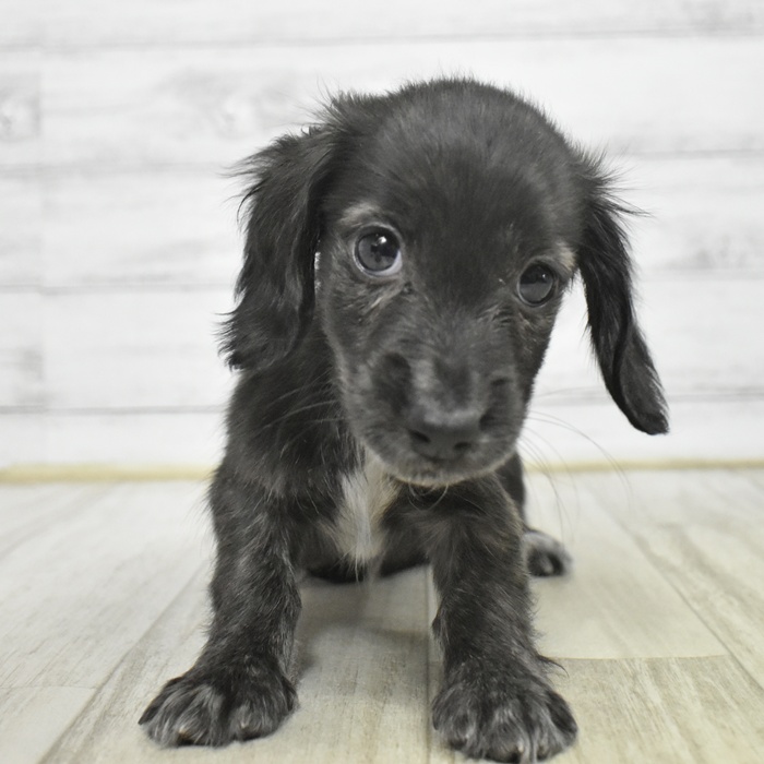 ミニチュアダックス男の子の写真