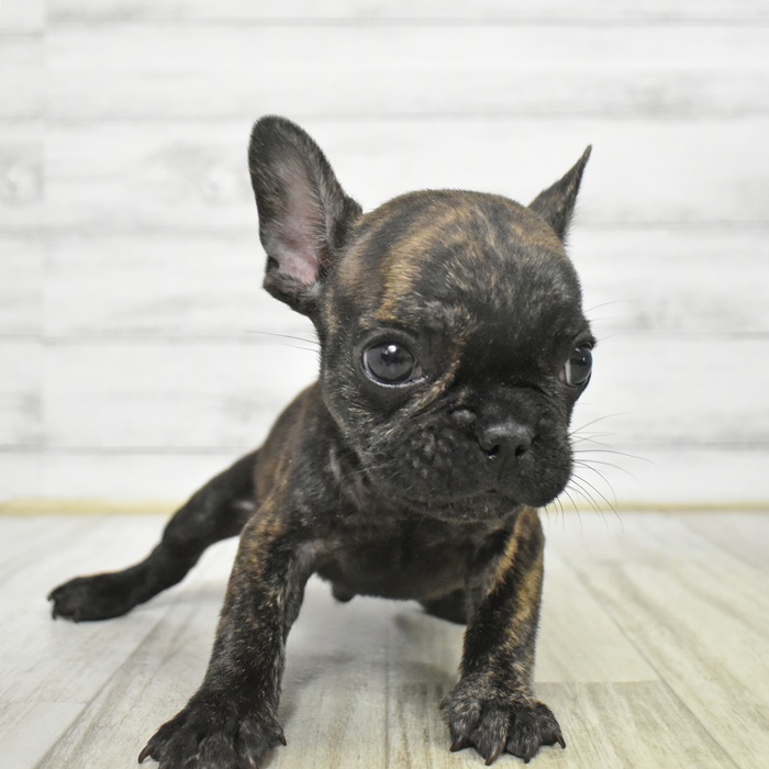 神奈川県のフレンチブルドッグ (犬の家＆猫の里モザイクモール港北店/2025年10月16日生まれ/男の子/ブリンドル)の子犬
