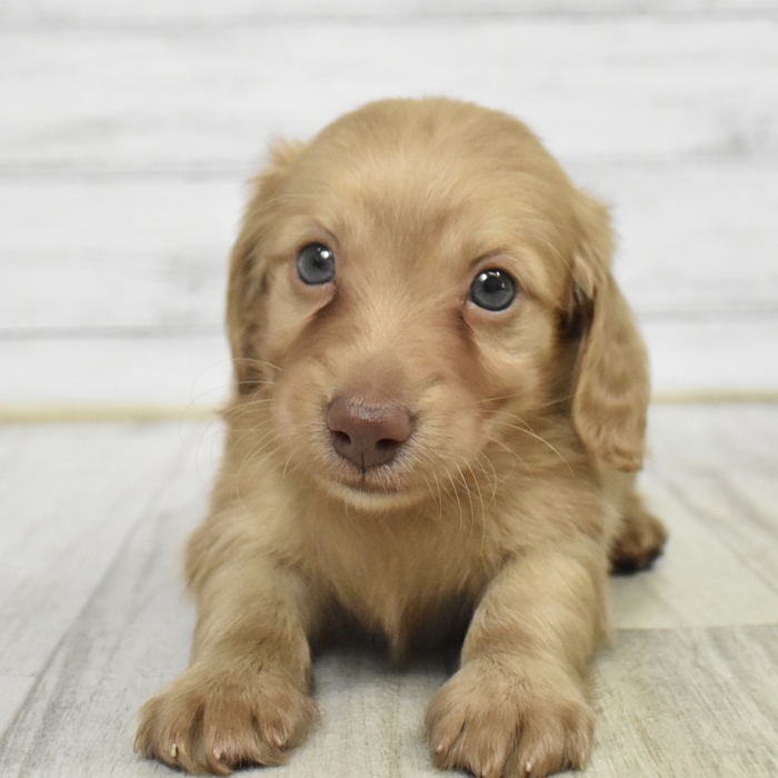 ミニチュアダックス男の子の写真