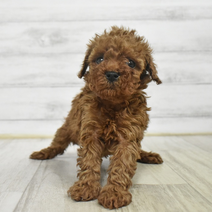 富山県のトイプードル(トイ) (犬の家＆猫の里富山店/2025年10月19日生まれ/女の子/レッド)の子犬