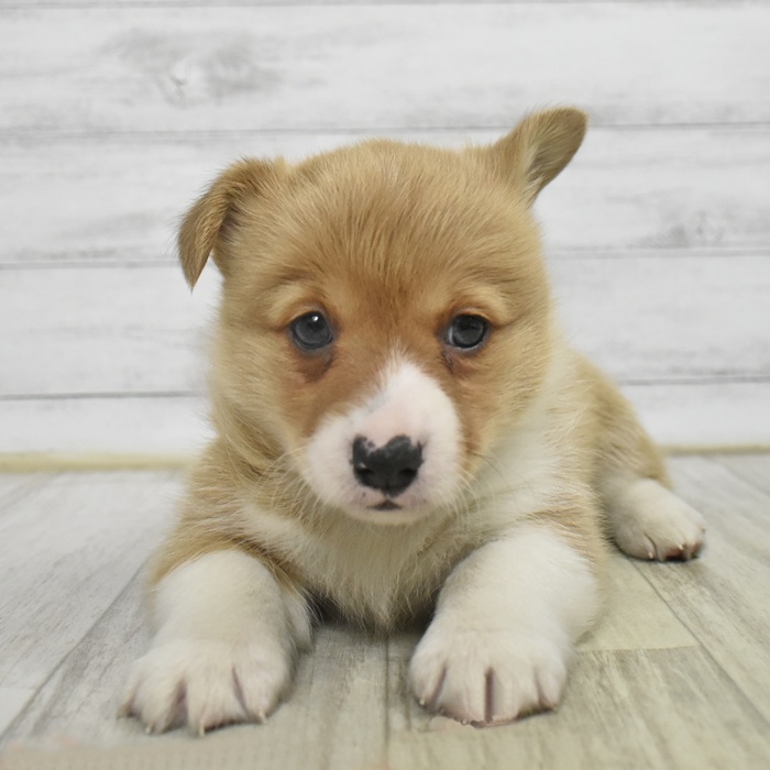 長野県のウェルシュコーギーペンブローク (犬の家＆猫の里長野店/2025年10月18日生まれ/男の子/セーブルホワイト)の子犬