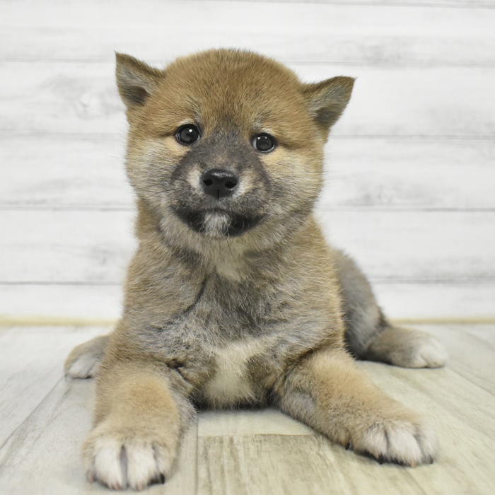 柴犬男の子の写真