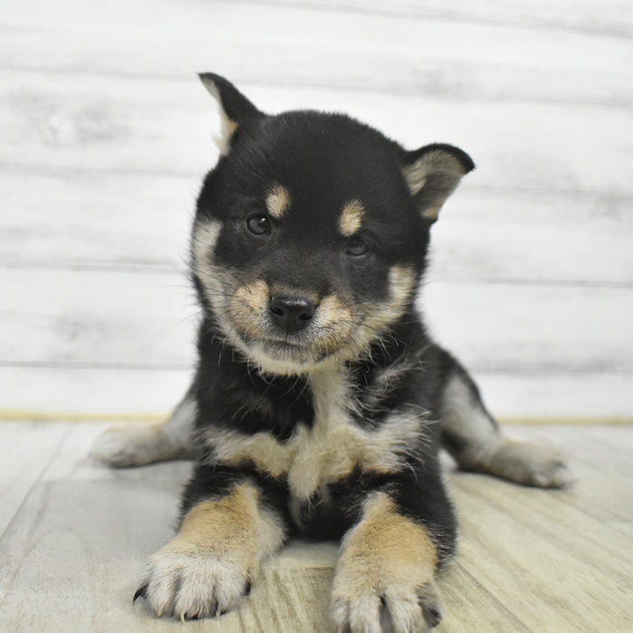 長野県の柴犬(標準サイズ) (犬の家＆猫の里長野店/2025年10月21日生まれ/女の子/黒)の子犬