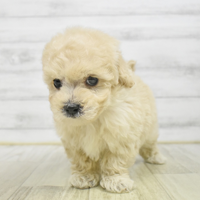 ハーフ犬男の子の写真