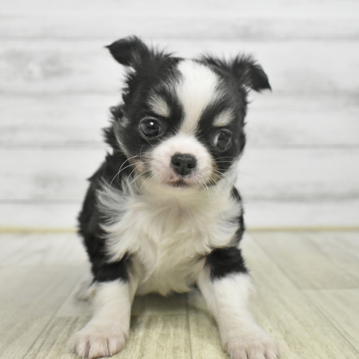 神奈川県のチワワ(ロング) (犬の家＆猫の里モザイクモール港北店/2025年10月18日生まれ/男の子/ブラックタンホワイト)の子犬