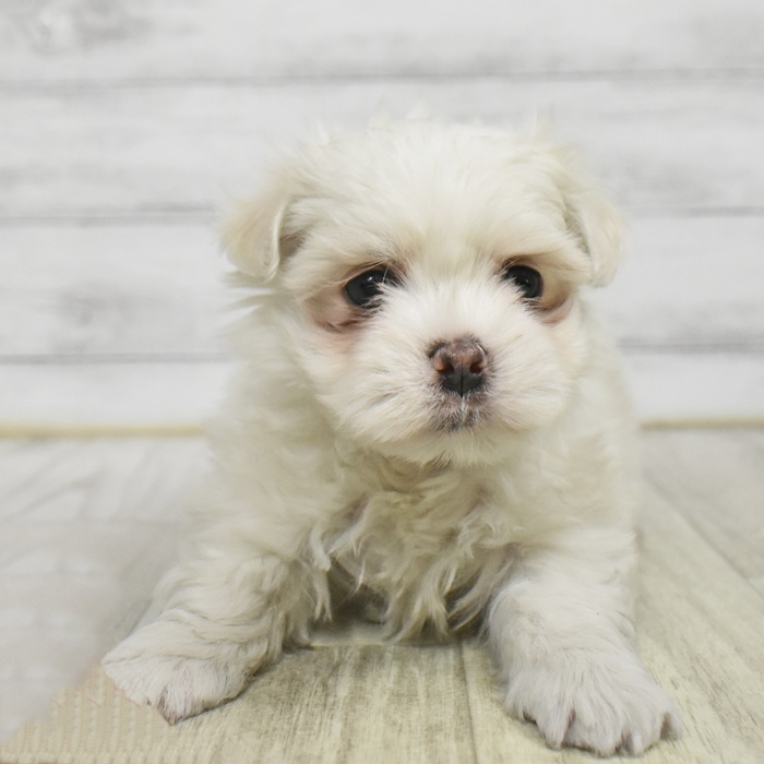 福岡県のマルックス(マルチーズ×ダックス) (犬の家＆猫の里くりえいと宗像店/2025年10月20日生まれ/男の子/クリーム)の子犬