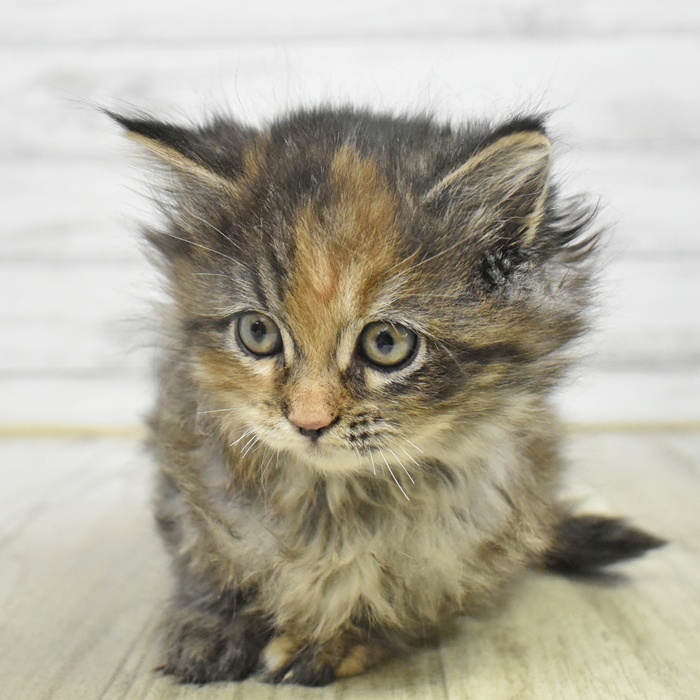 神奈川県のマンチカン (犬の家＆猫の里モザイクモール港北店/2025年10月19日生まれ/女の子/ブラウンパッチドタビー)の子猫の2枚目の画像