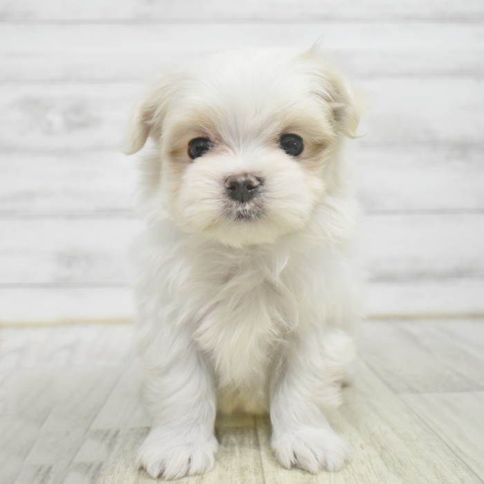 千葉県のマルチーズ (犬の家＆猫の里ワンズモール稲毛店/2025年10月21日生まれ/男の子/ホワイト)の子犬