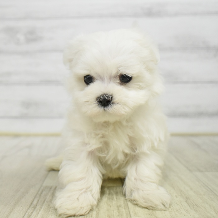 マルチーズ女の子の写真