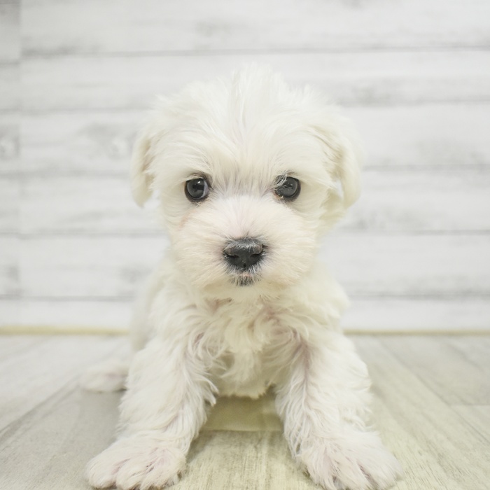 ハーフ犬女の子の写真