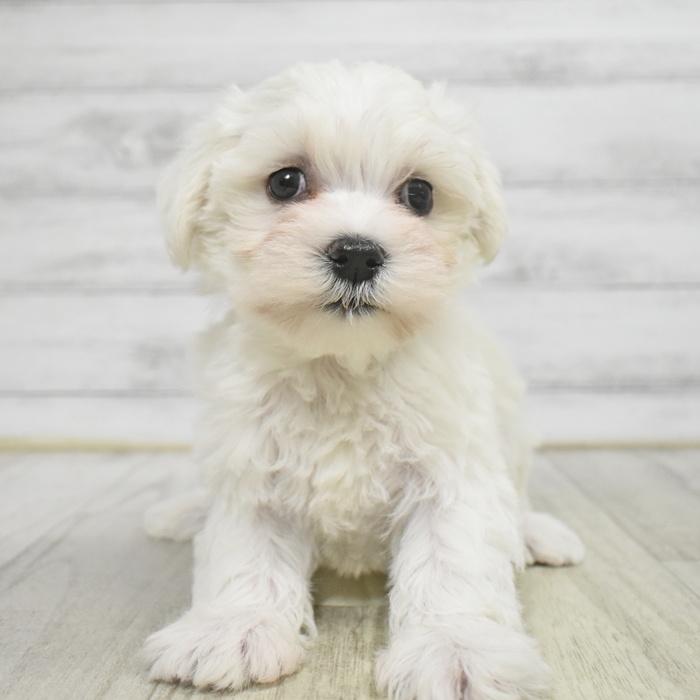 福岡県のシュナマル/マルシュナ(シュナウザー×マルチーズ) (犬の家＆猫の里くりえいと宗像店/2025年10月20日生まれ/女の子/ホワイト)の子犬