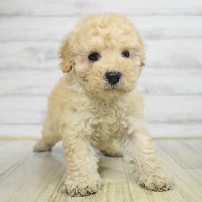 長野県のトイプードル(トイ) (犬の家＆猫の里長野店/2025年10月20日生まれ/男の子/クリーム)の子犬