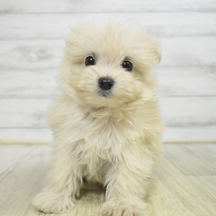 福岡県のポメマル/マルポメ(ポメラニアン×マルチーズ) (犬の家＆猫の里くりえいと宗像店/2025年10月18日生まれ/男の子/クリーム)の子犬