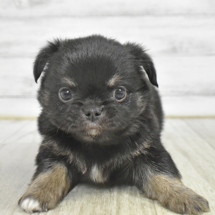 チワワ（ロング）男の子の写真