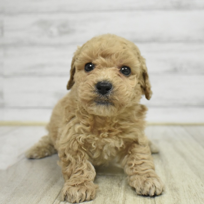 富山県のトイプードル(トイ) (犬の家＆猫の里アミーゴ高岡蓮花寺店/2025年10月21日生まれ/男の子/クリーム)の子犬