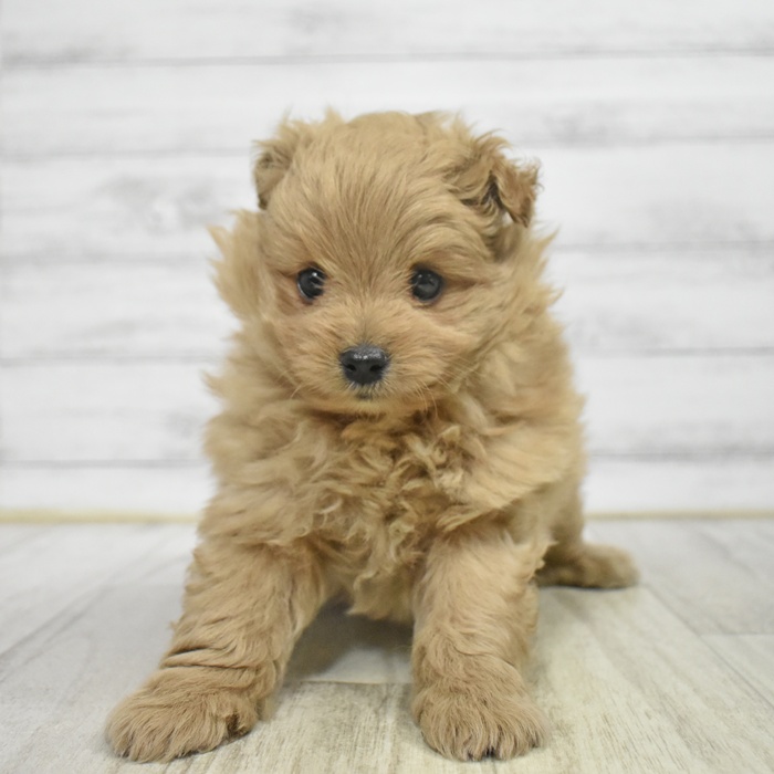 ハーフ犬男の子の写真
