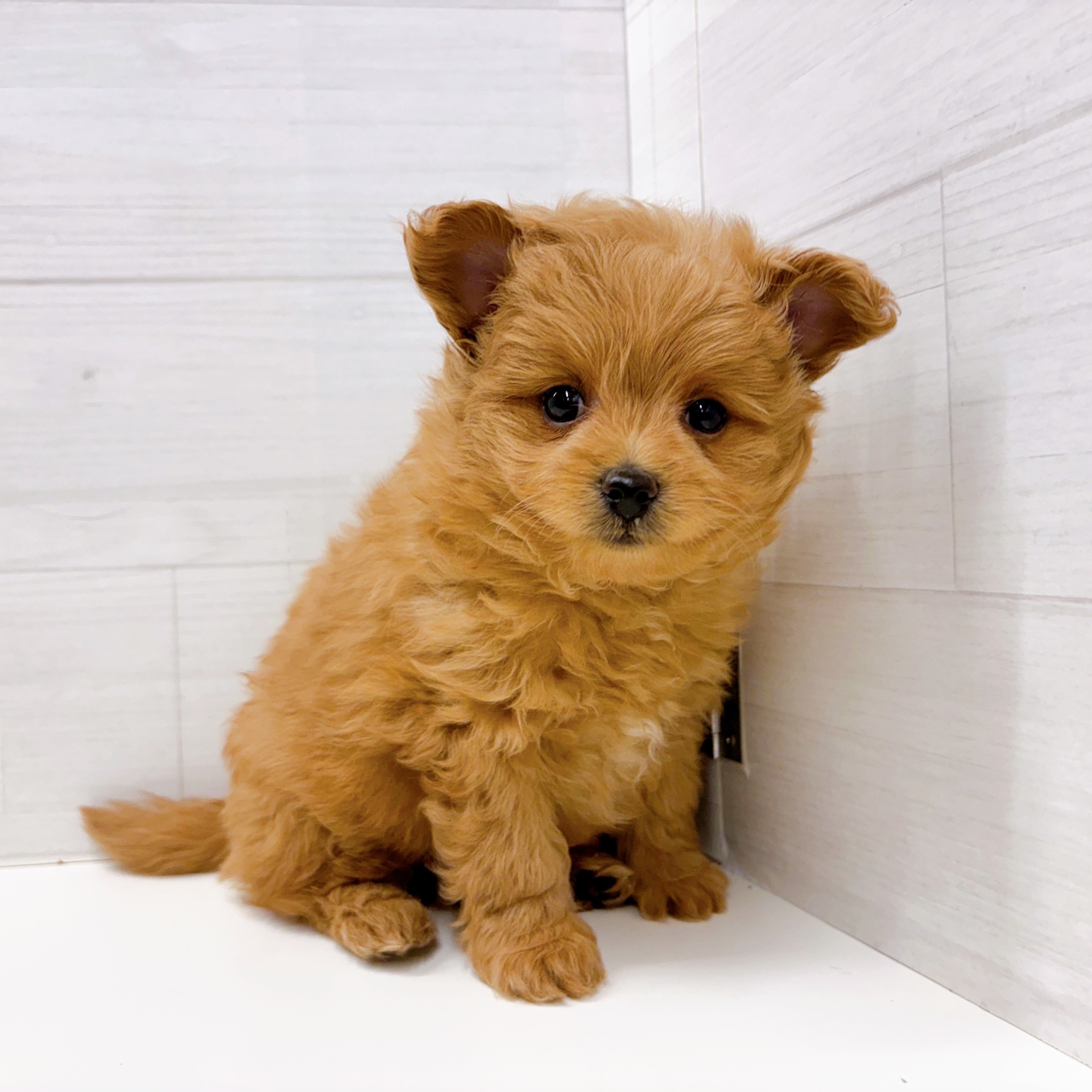 ハーフ犬男の子の写真