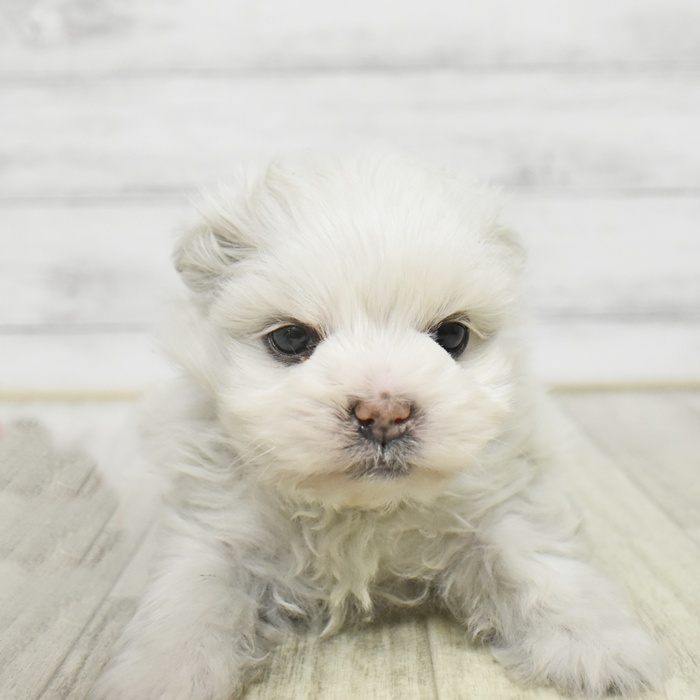 ハーフ犬女の子の写真