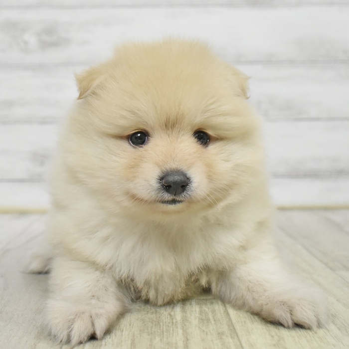 ハーフ犬女の子の写真