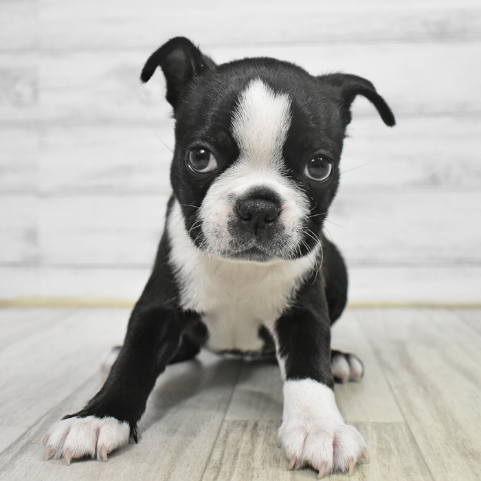 愛知県のボストンテリア (犬の家＆猫の里豊川インター店/2025年10月20日生まれ/女の子/ボストンカラー)の子犬