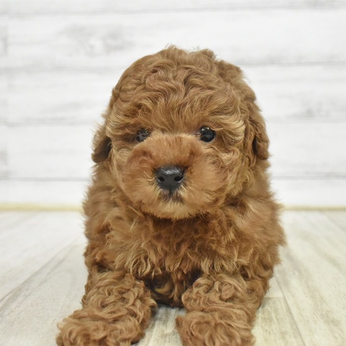 長野県のトイプードル(トイ) (犬の家＆猫の里長野店/2025年10月21日生まれ/男の子/レッドフォーン)の子犬