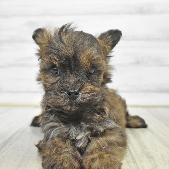 愛知県のチワプー/プーチー(チワワ×プードル) (犬の家＆猫の里岡崎店/2025年10月20日生まれ/男の子/チョコレートセーブル)の子犬