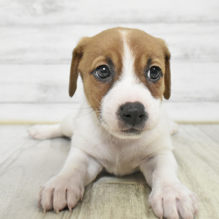 静岡県のジャックラッセルテリア (犬の家＆猫の里プレ葉ウォーク浜北店/2025年10月19日生まれ/女の子/ホワイトタン)の子犬