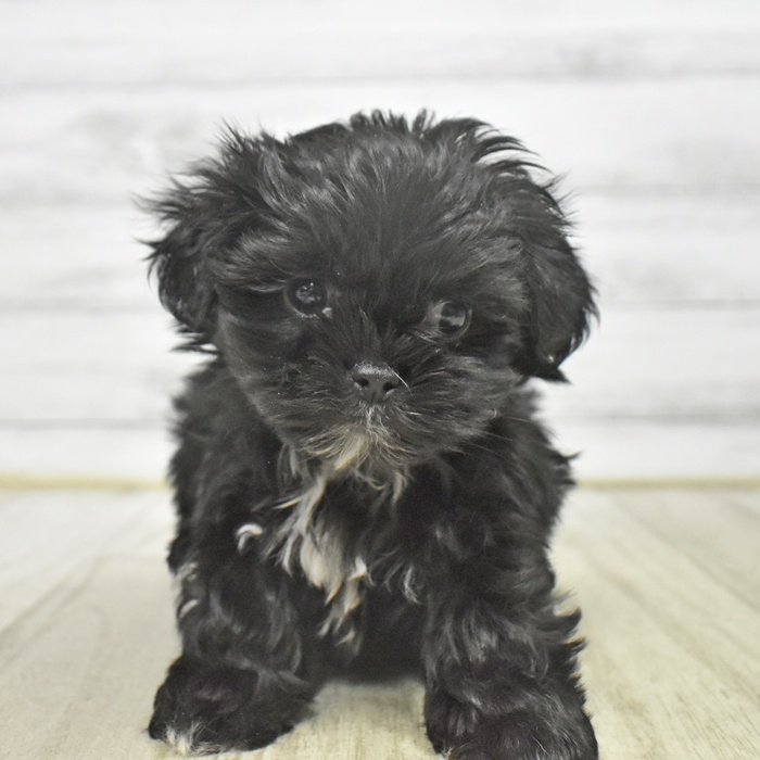 石川県のペキマル/マルペキ(ペキニーズ×マルチーズ) (犬の家＆猫の里金沢店/2025年10月20日生まれ/女の子/ブラックホワイト)の子犬