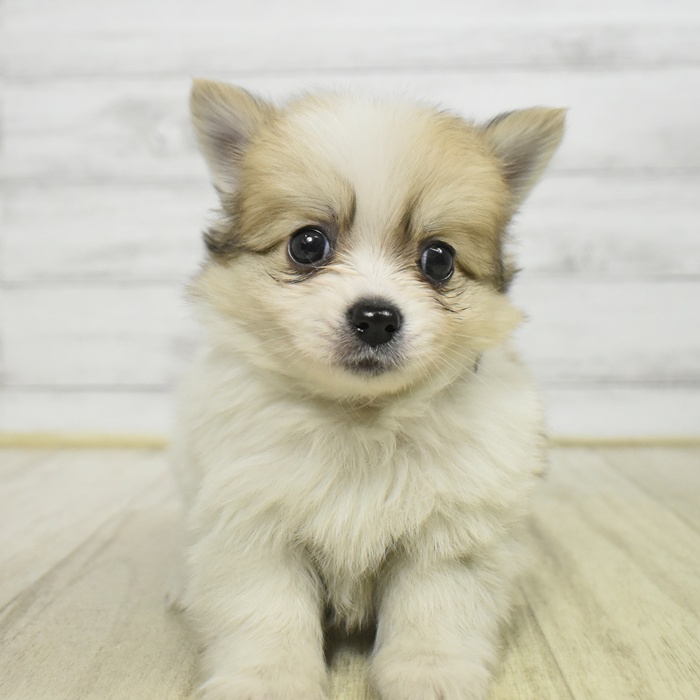 神奈川県のポメチワ/チワポメ/ポメチー(ポメラニアン×チワワ) (犬の家＆猫の里小田原店/2025年10月20日生まれ/女の子/パーティーカラー)の子犬