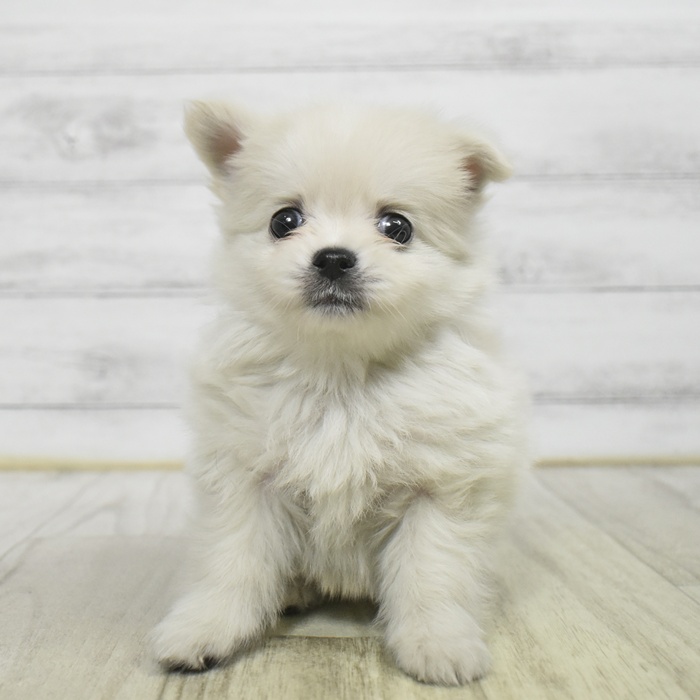 ハーフ犬男の子の写真