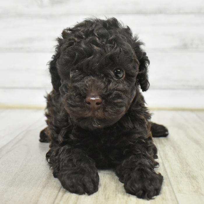 石川県のトイプードル(トイ) (犬の家＆猫の里アミーゴ金沢おこばた店/2025年10月20日生まれ/女の子/ブラウン)の子犬