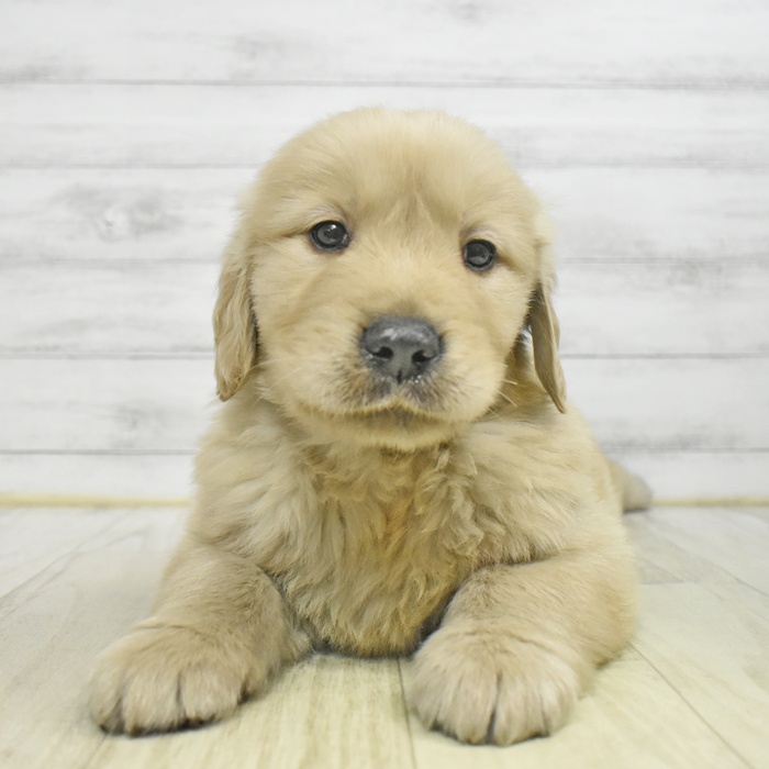 静岡県のゴールデンレトリバー (犬の家＆猫の里藤枝店/2025年10月19日生まれ/男の子/ゴールデン)の子犬