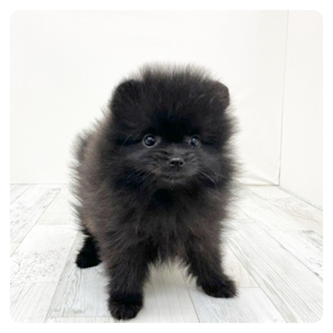 ポメラニアン男の子の写真