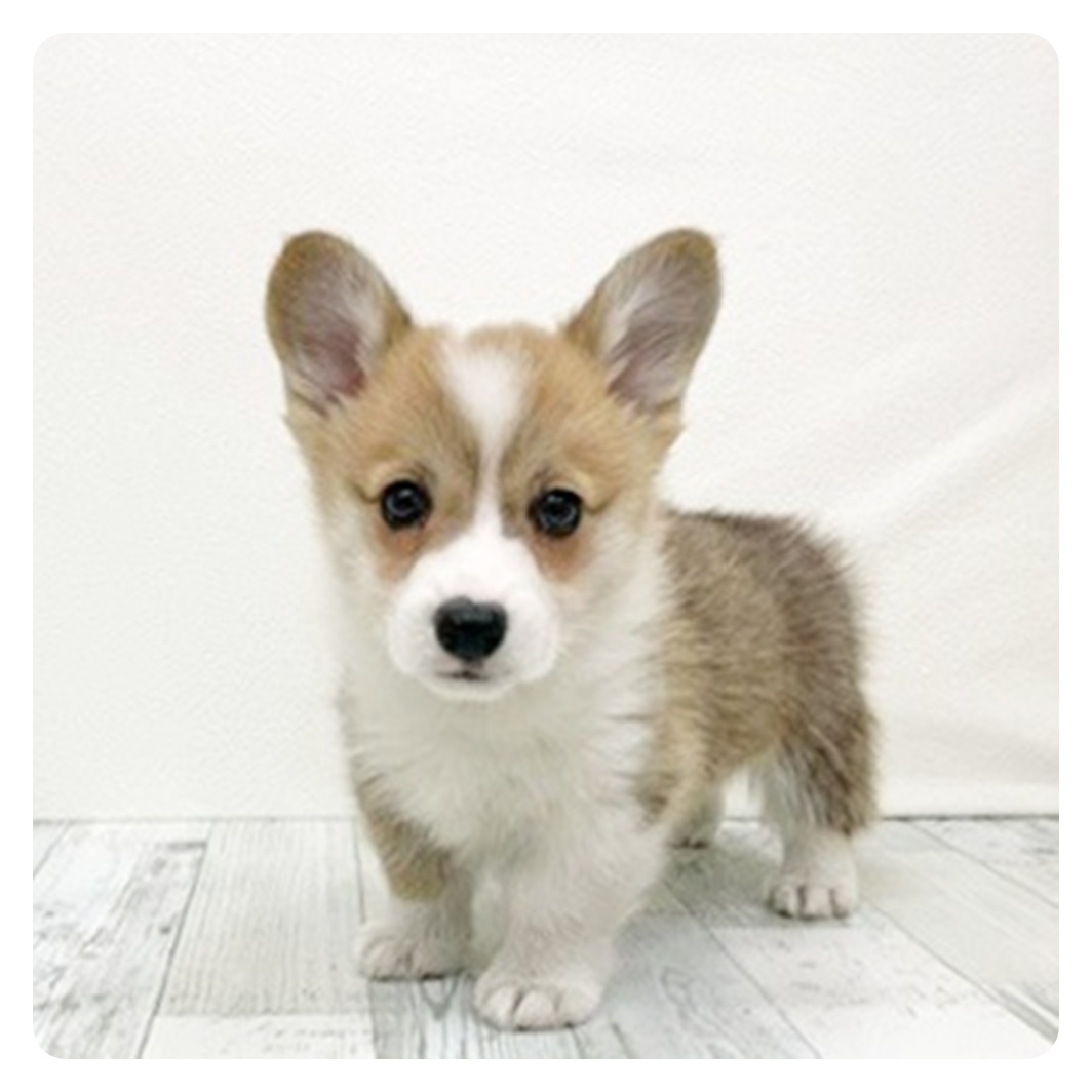 コーギー男の子の写真