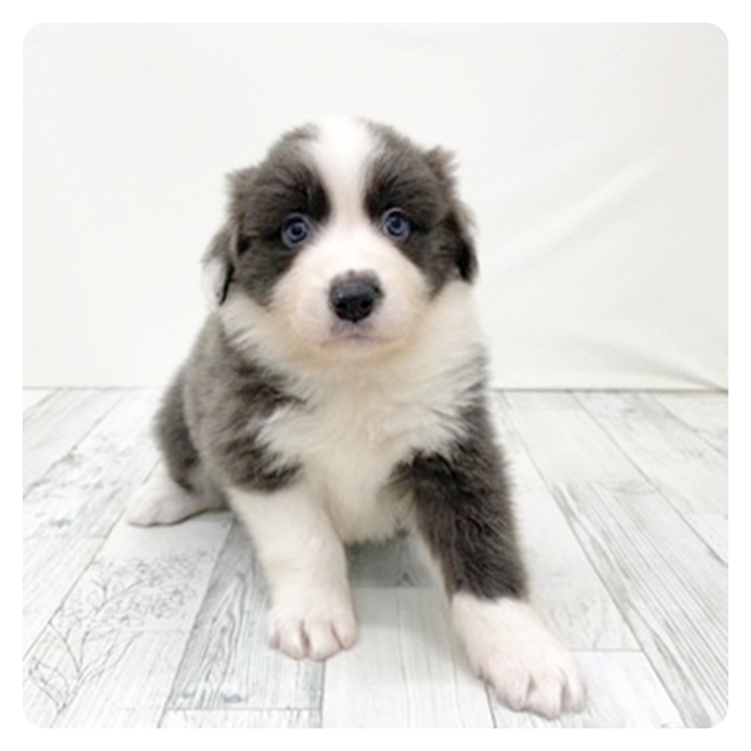 ボーダーコリー男の子の写真