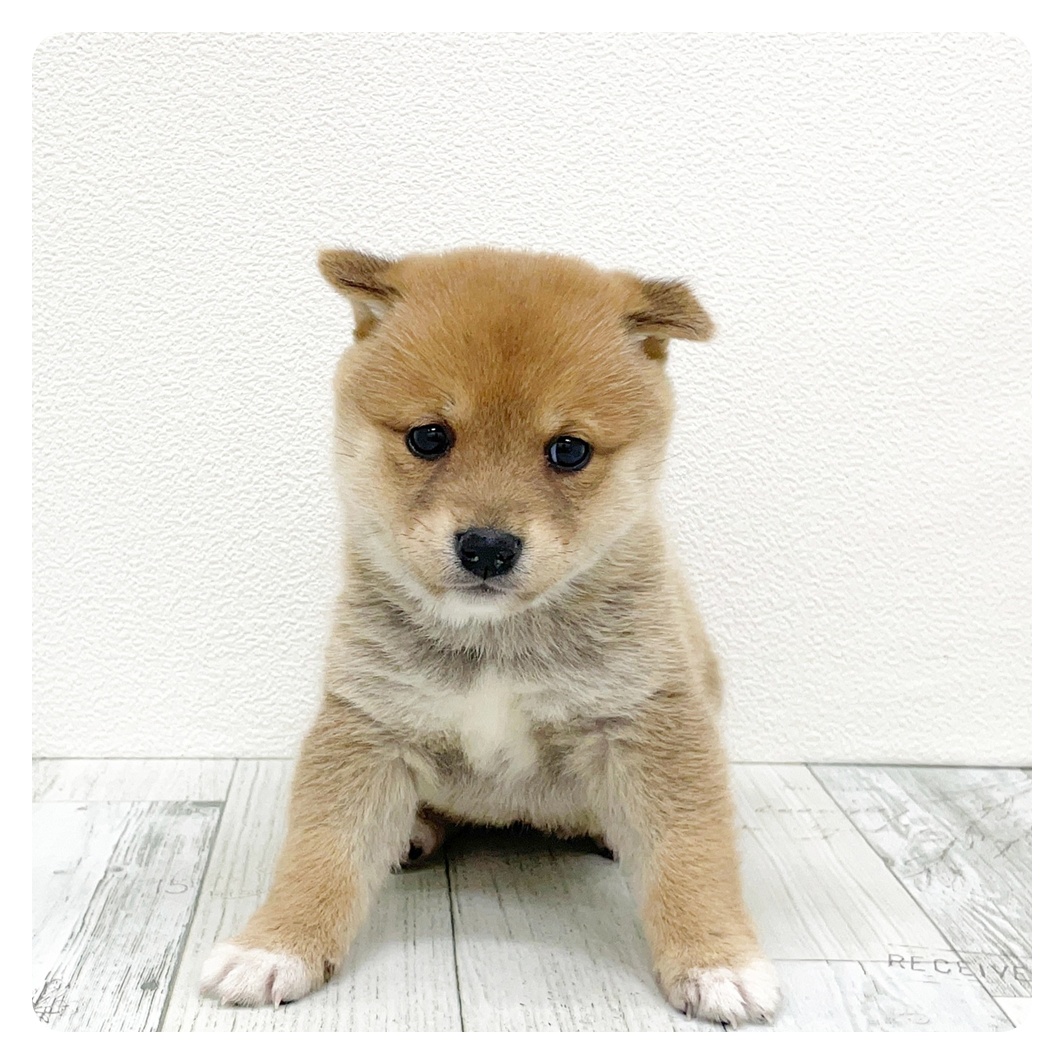 豆柴女の子の写真