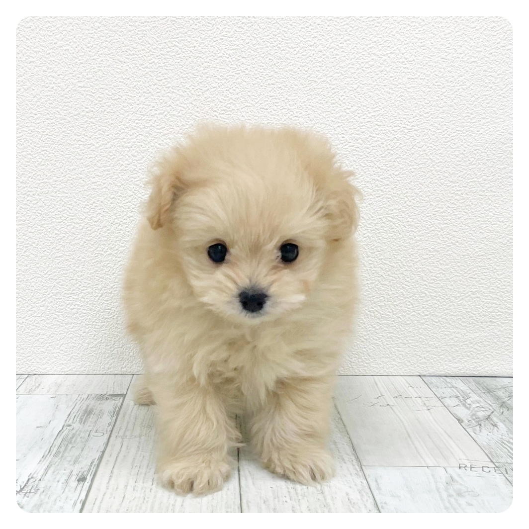 ハーフ犬男の子の写真