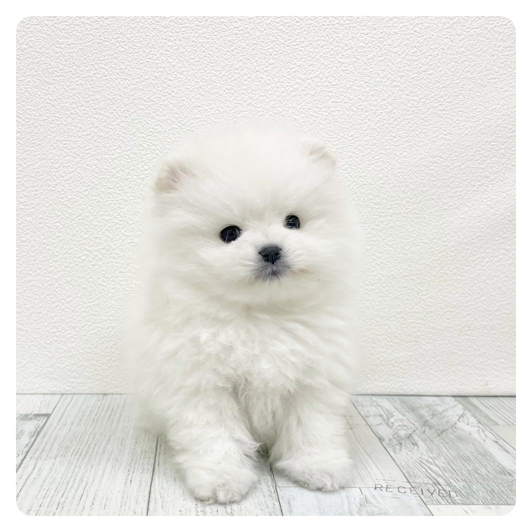 ポメラニアン女の子の写真