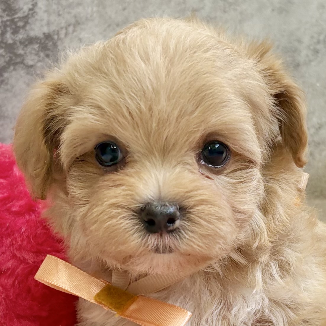 京都府のマルプー(マルチーズ×プードル) (犬の家＆猫の里京都精華店/2025年10月20日生まれ/女の子/アプリコット)の子犬の1枚目の画像