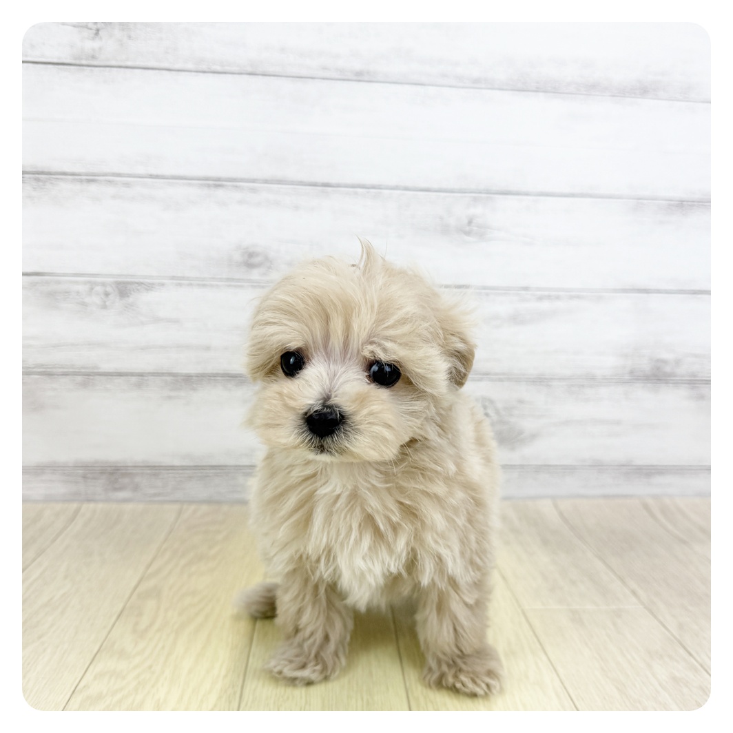 愛知県のマルプー(マルチーズ×プードル) (犬の家＆猫の里一宮店/2025年10月22日生まれ/男の子/クリーム)の子犬の2枚目の画像