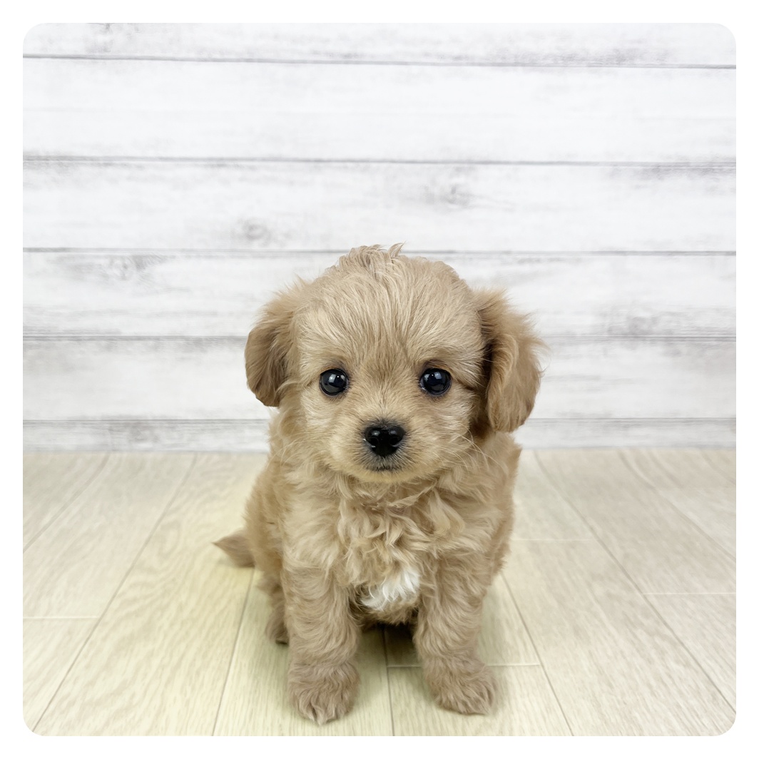 愛知県のチワプー/プーチー(チワワ×プードル) (犬の家＆猫の里MiO香久山店/2025年10月20日生まれ/男の子/アプリコット)の子犬