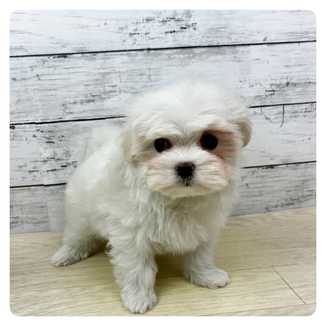 兵庫県のマルチーズ (犬の家＆猫の里川西店/2025年10月20日生まれ/女の子/ホワイト)の子犬