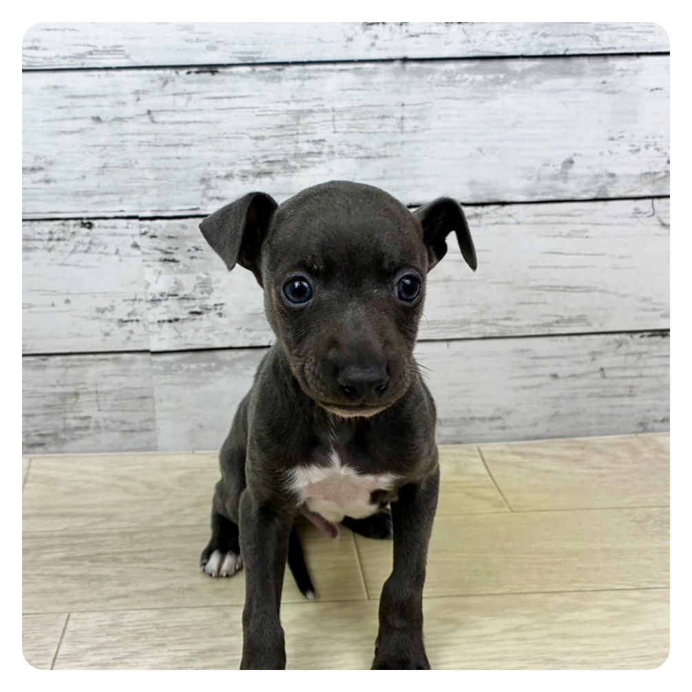 兵庫県のイタリアングレーハウンド (犬の家＆猫の里川西店/2025年10月22日生まれ/男の子/ブルーホワイト)の子犬