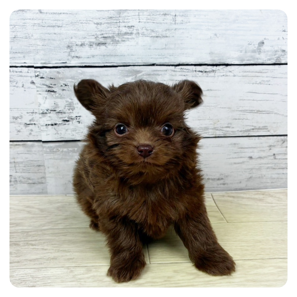 滋賀県のチワプー/プーチー(チワワ×プードル) (犬の家＆猫の里近江八幡店/2025年10月22日生まれ/女の子/チョコレート)の子犬の2枚目の画像